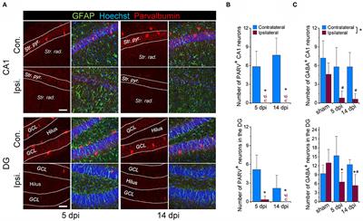 Astrocytic GABA Accumulation in Experimental Temporal Lobe Epilepsy